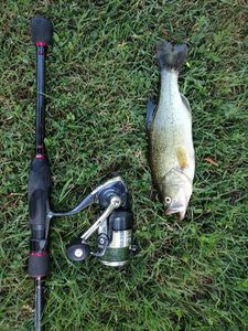 Largemouth Bass