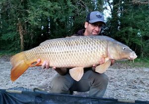 Common Carp