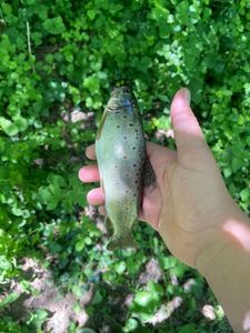 Brown Trout