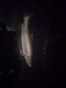 Grass Carp