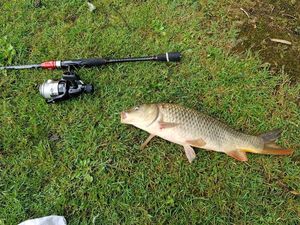 Common Carp