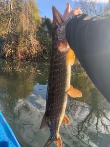 Northern Pike