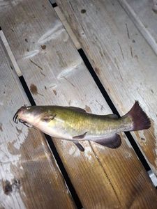 White Catfish