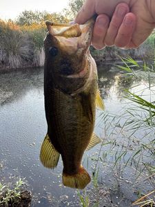 Largemouth Bass