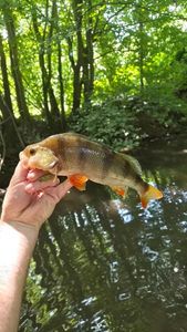 European Perch