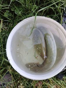 European Eel (Common Eel)