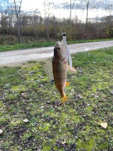 European Perch