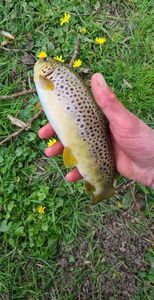 Brown Trout