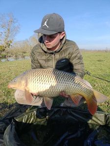 Common Carp