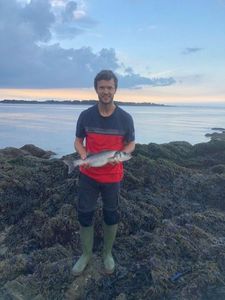 European Bass (Seabass)