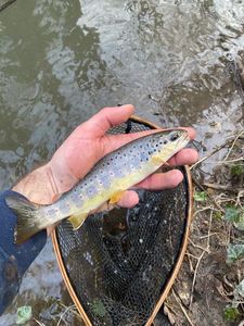 Brown Trout