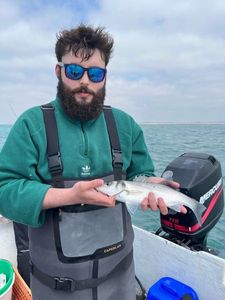 European Bass (Seabass)