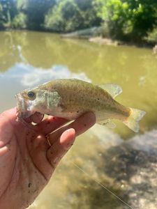 Largemouth Bass
