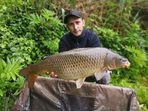 Common Carp