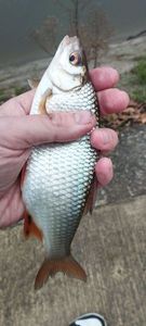 Roach