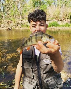European Perch