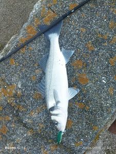 European Bass (Seabass)