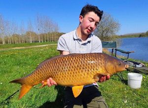 Common Carp