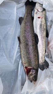 Brook Trout