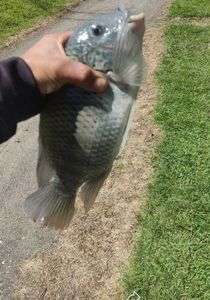 Mojarra