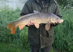 Common Carp