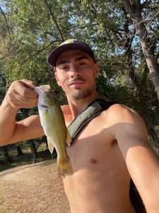 Largemouth Bass