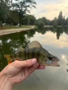 European Perch