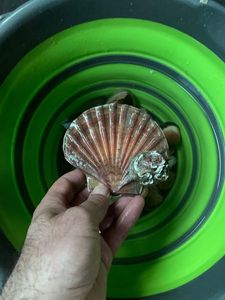 Great Scallop