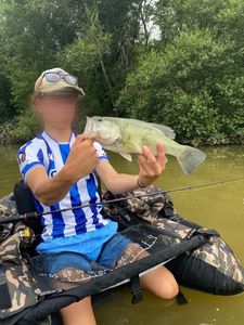 Largemouth Bass