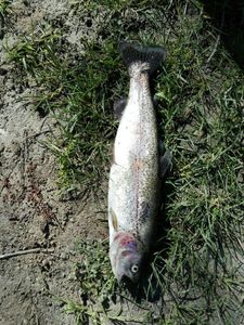 Rainbow Trout
