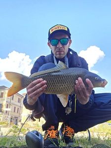 Common Carp