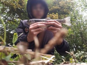 Rainbow Trout