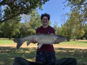 Grass Carp