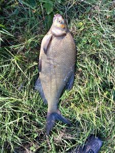 Common Bream