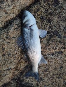 European Bass (Seabass)