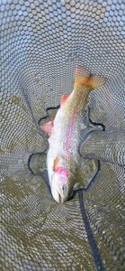 Rainbow Trout