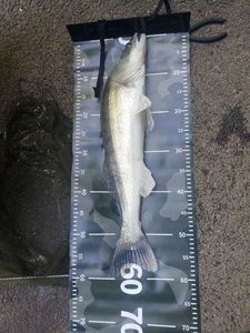 Zander