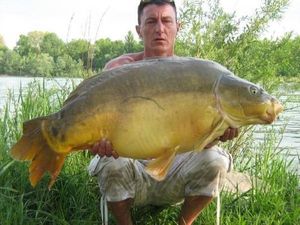 Mirror Carp