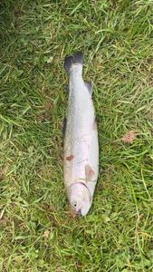 Rainbow Trout