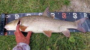 Barbel