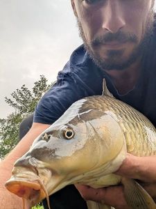 Common Carp