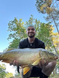 Mirror Carp