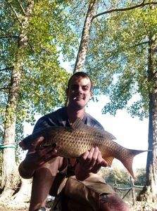 Common Carp