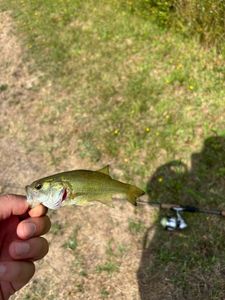 Achigan à Petite Bouche (Black-Bass)