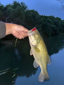 Smallmouth Bass