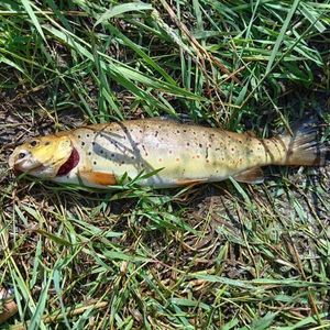 Brown Trout
