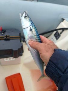 Mackerel
