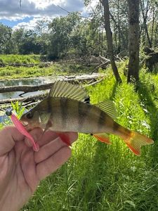 European Perch