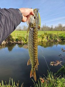 Northern Pike