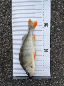 European Perch